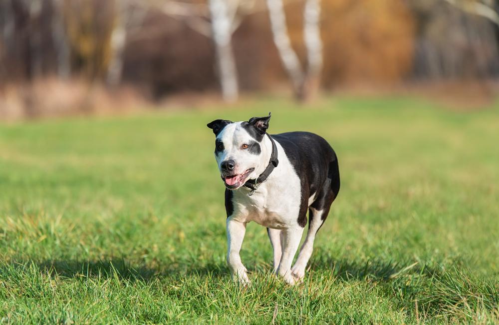 От злаков питбули быстро набирают вес, нежели амстаффы