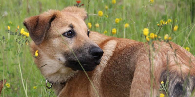 Уход за чинуком