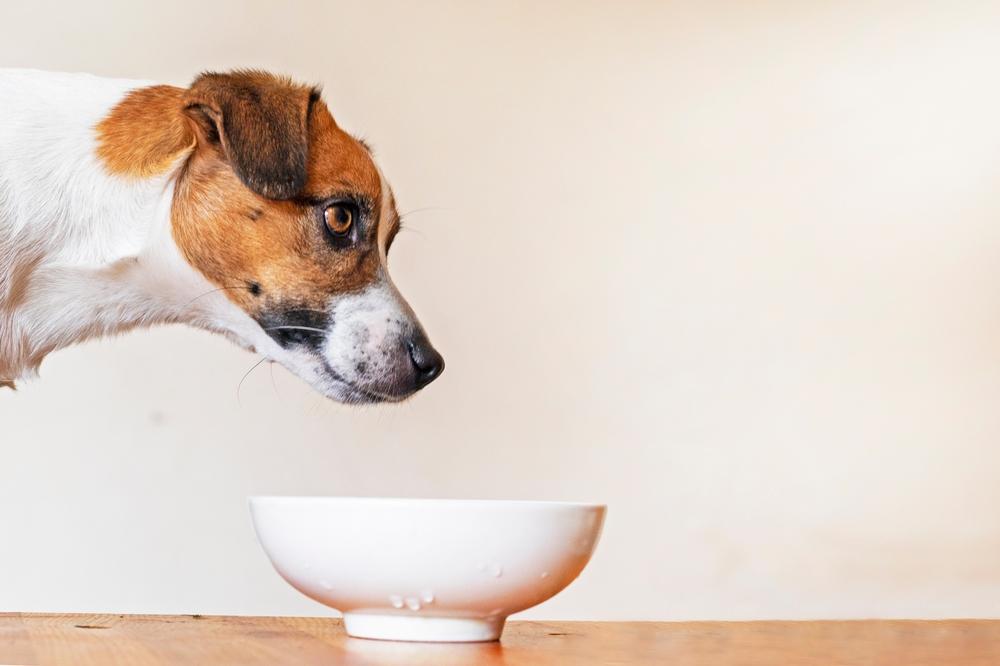 Питание джек-рассел-терьера Питание джек-рассел-терьера