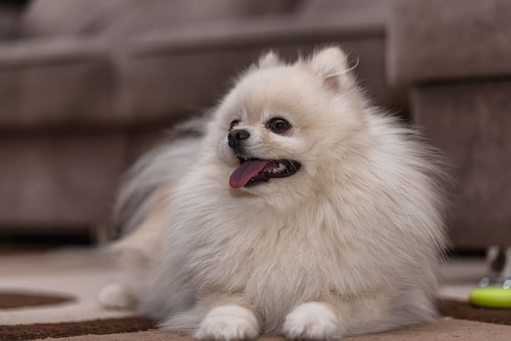 Характер у померанского шпица отличается дружелюбностью