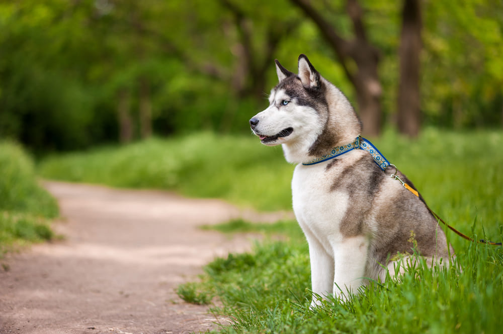 Сибирские хаски обладают довольно крепким здоровьем