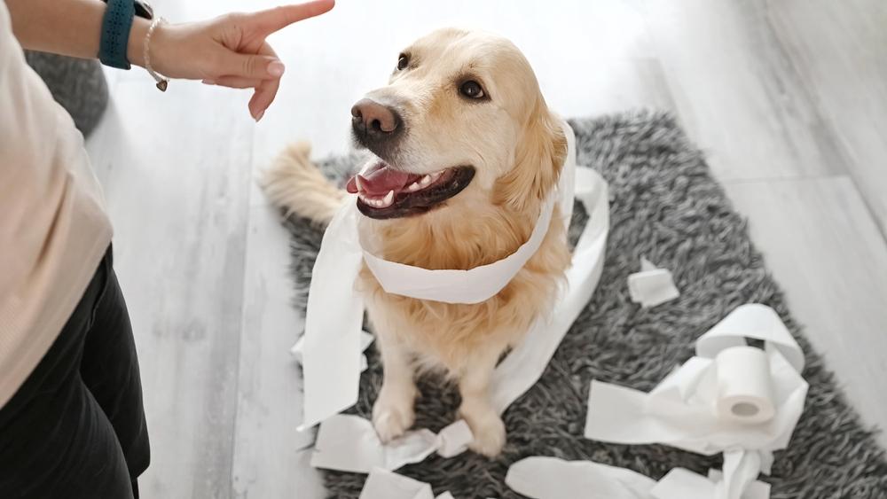 Приучение собаки к туалету на улице Приучение собаки к туалету на улице