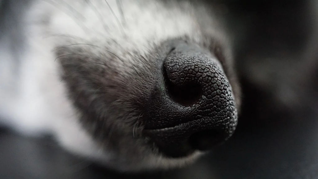 Нос у собаки