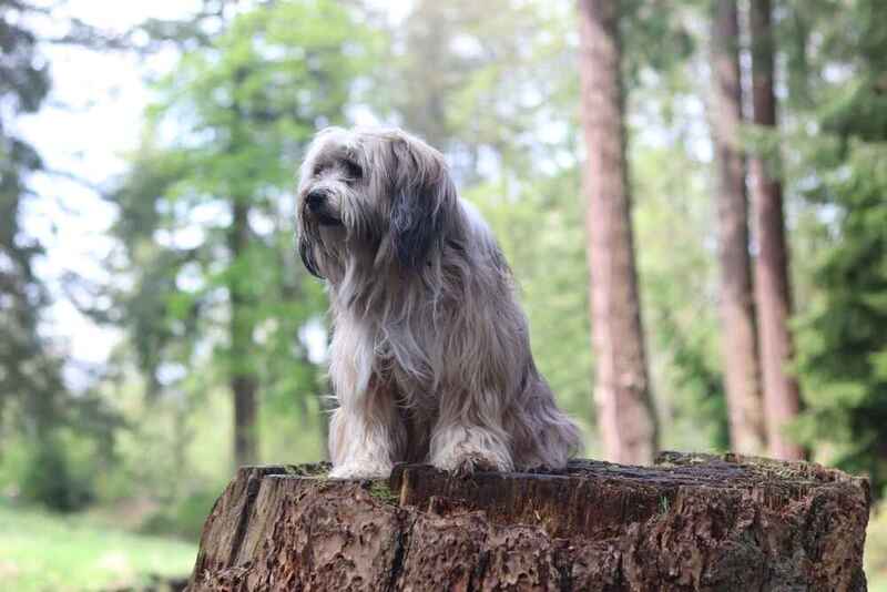 Тибетский терьер предан владельцу