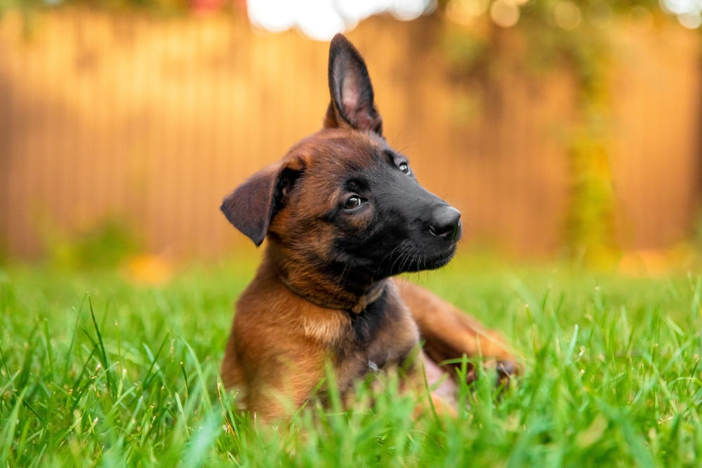Собаки малинуа могут иметь характерные патологии
