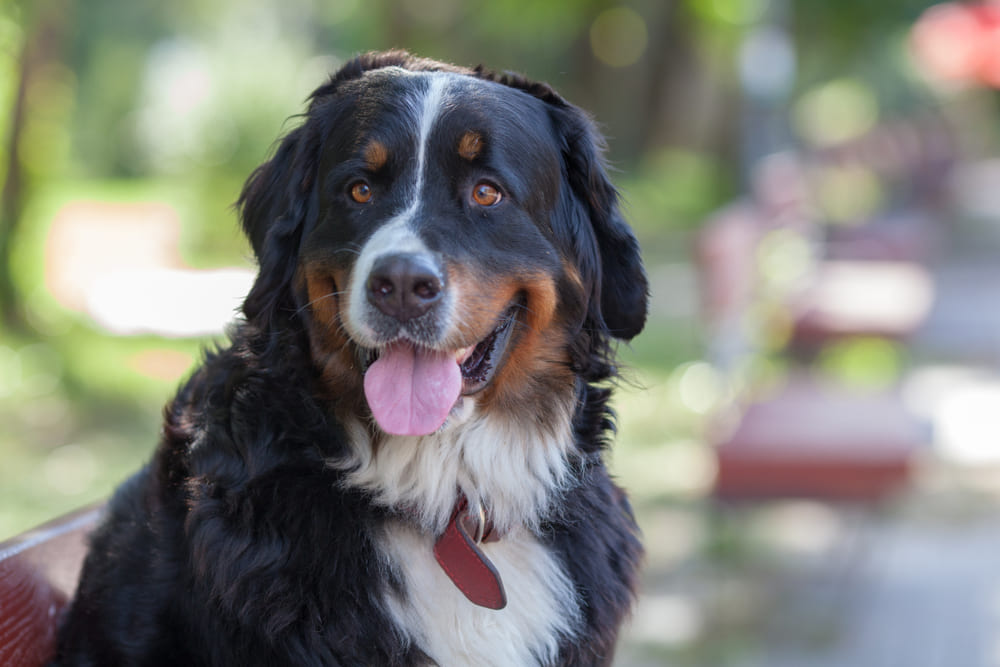 Вес бернского зенненхунда растет до определенного возраста