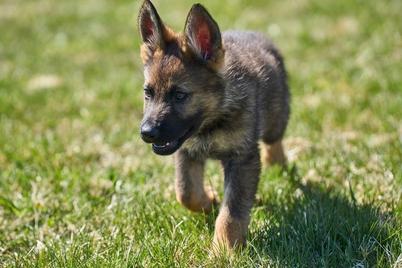 Какой вес у немецкой овчарки?