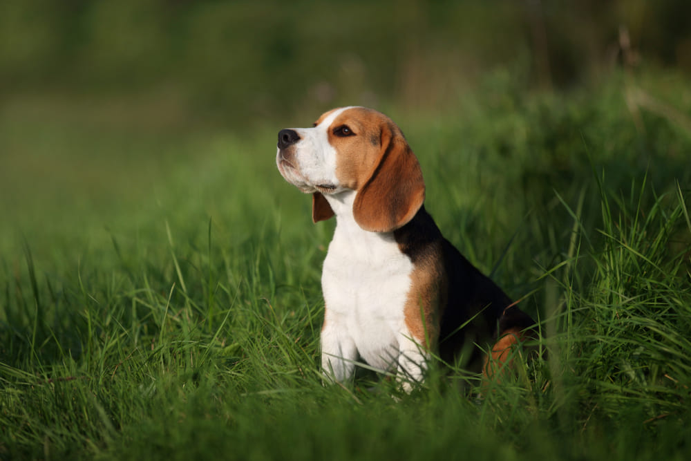 Лишний вес у бигля может быть связан с гормональным сбоем