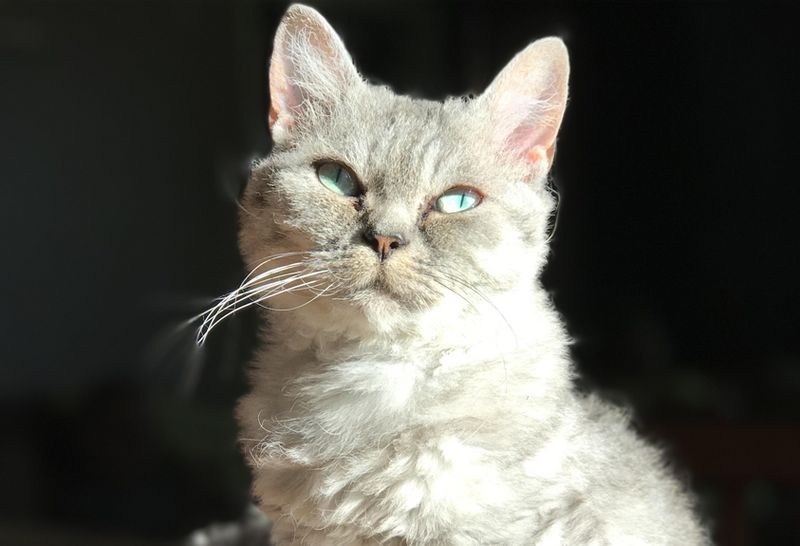 породы кошек из Америки: скукум породы кошек из Америки: скукум