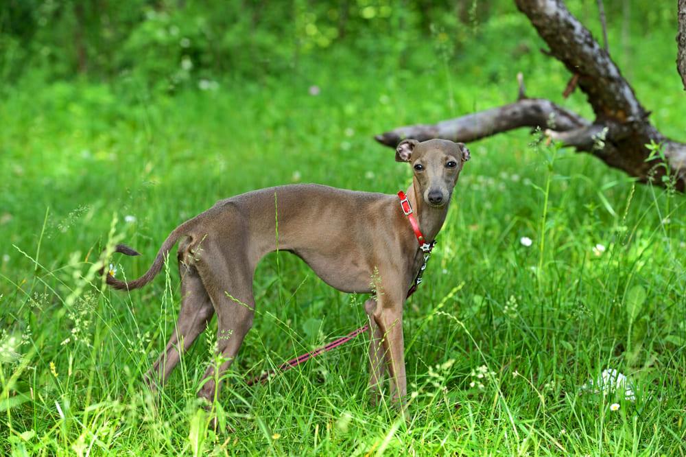 ТОП-30 самых маленьких пород собак: левретка