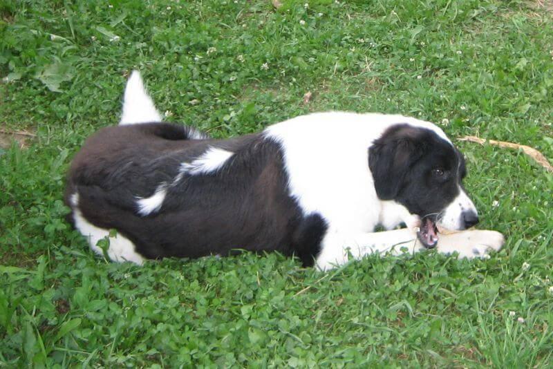 Содержание тувинской овчарки 