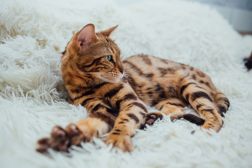 Болезни бенгальских кошек могут быть генетическими