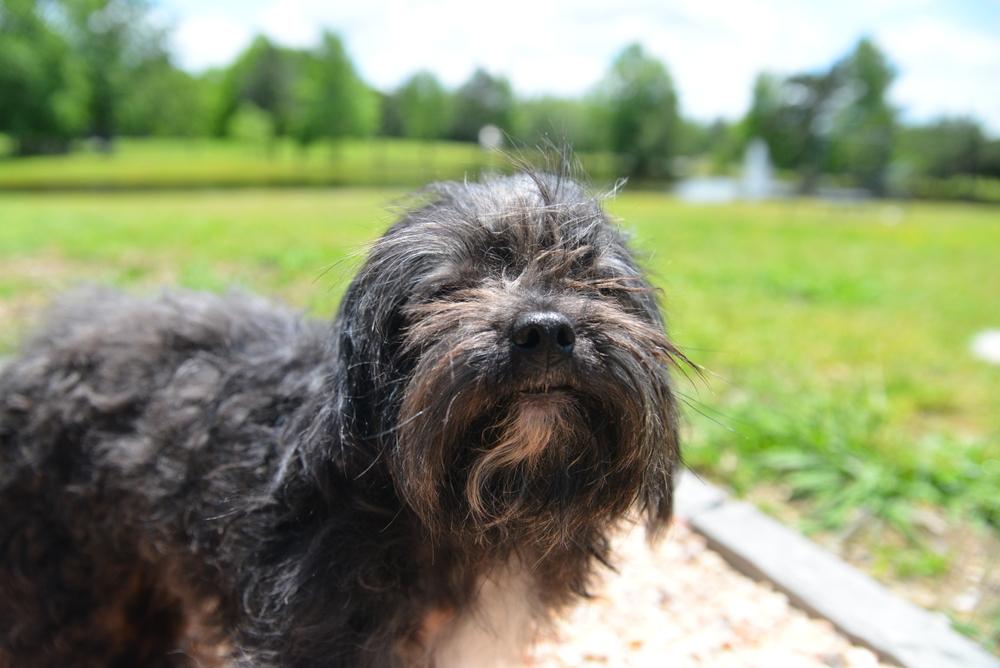 Соболиный цвет шерсти у мальтипу