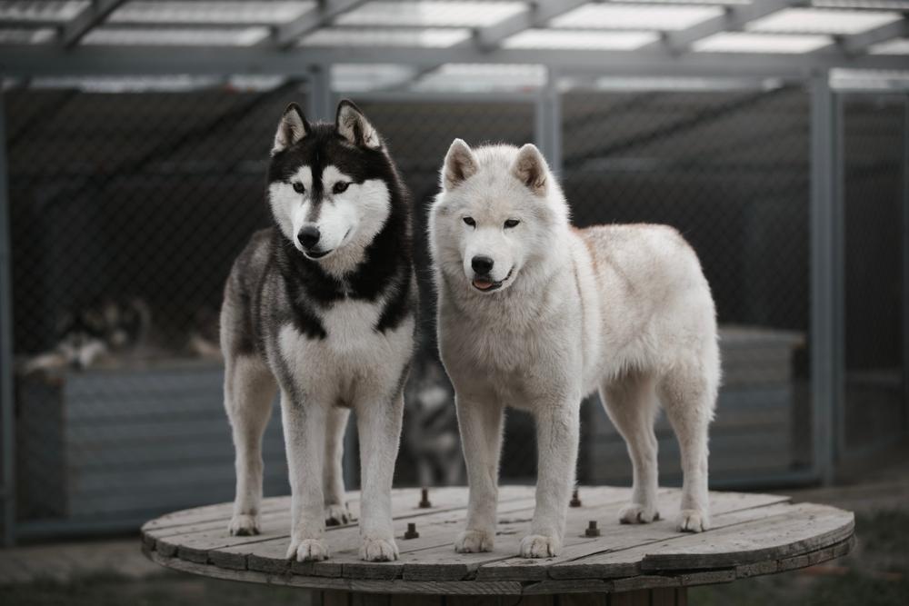 Белый и черный хаски на фото