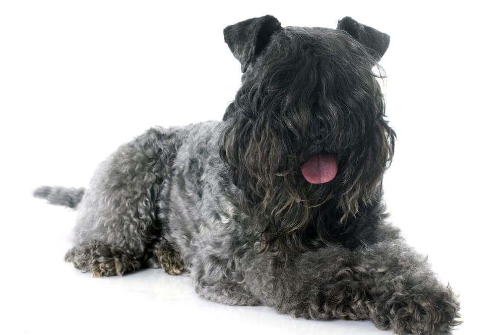 Так выглядит собака керри-блю-терьер