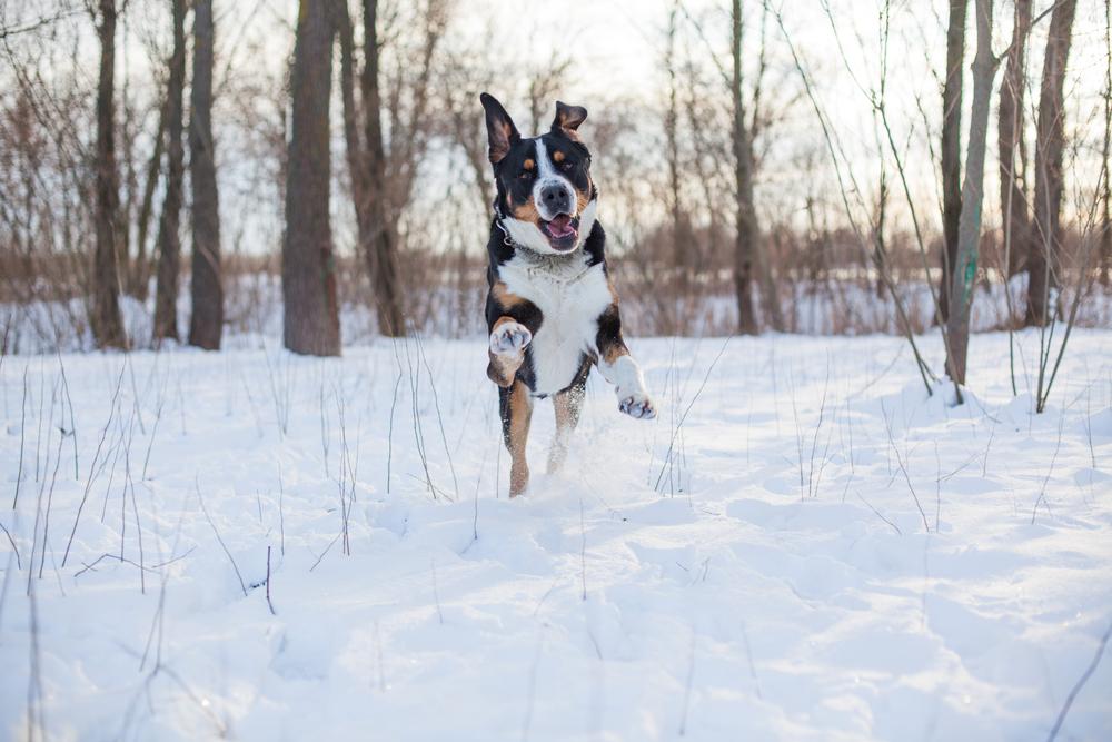Воспитание большого швейцарского зенненхунда