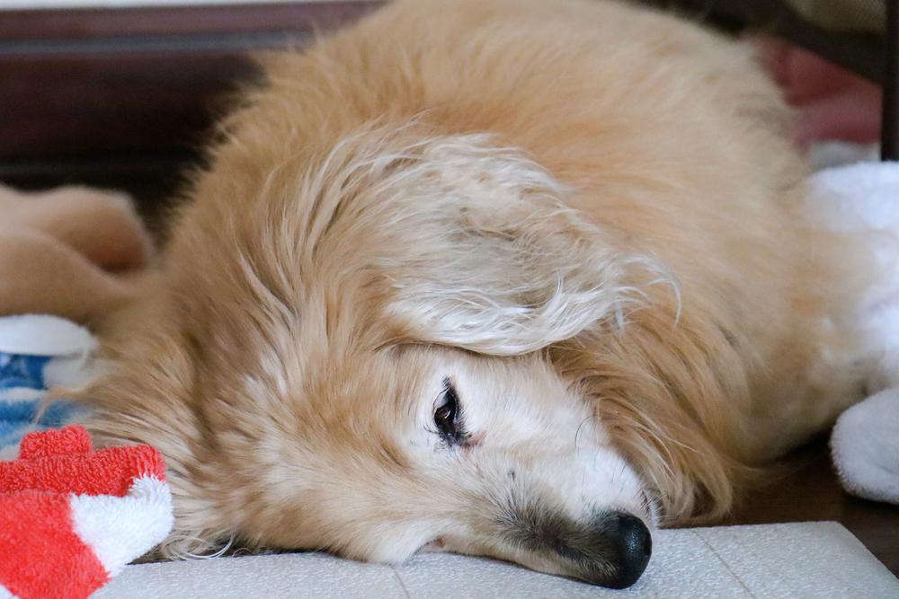 Профилактика волчанки у собак