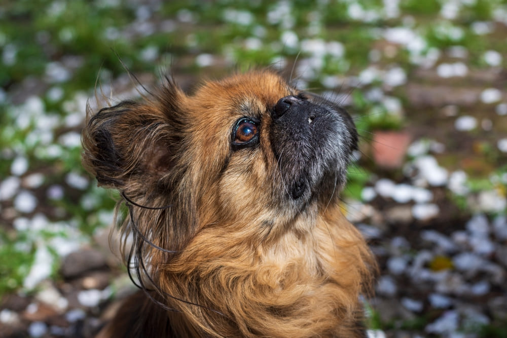Пекинесы могут иметь проблемы с дыханием
