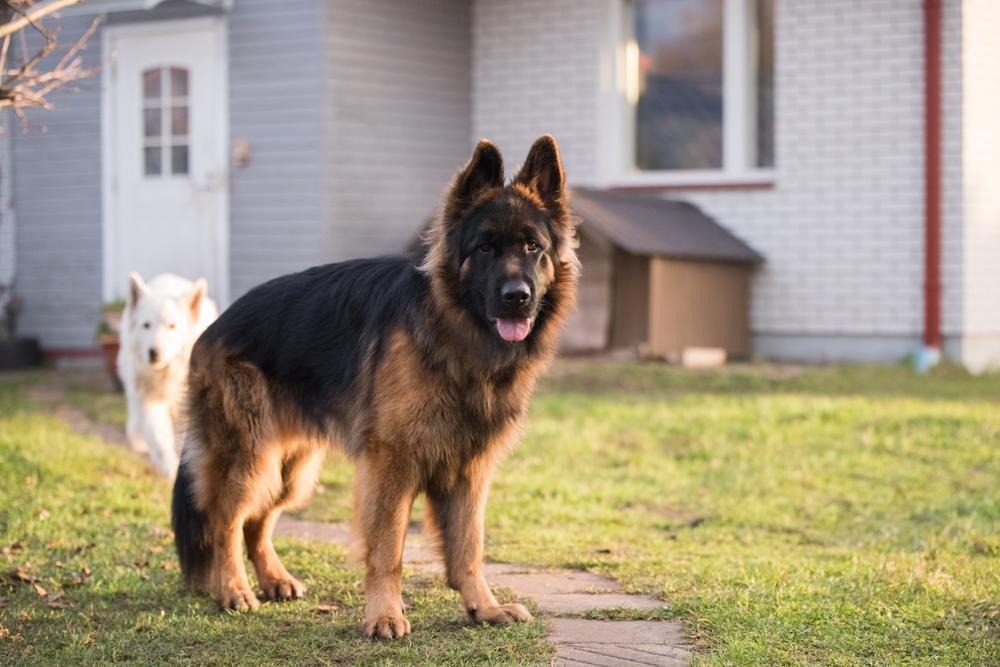 Может ли немецкая овчарка стать злой?