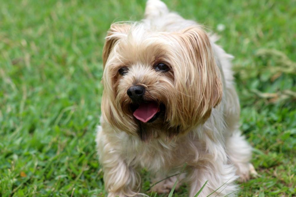 Каковы отличия между мини-йорком и стандартом?