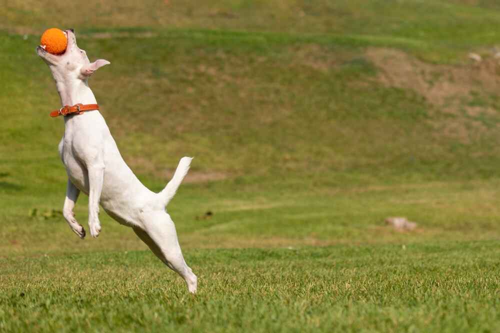 Парсон-рассел-терьер нуждается в обработках от паразитов