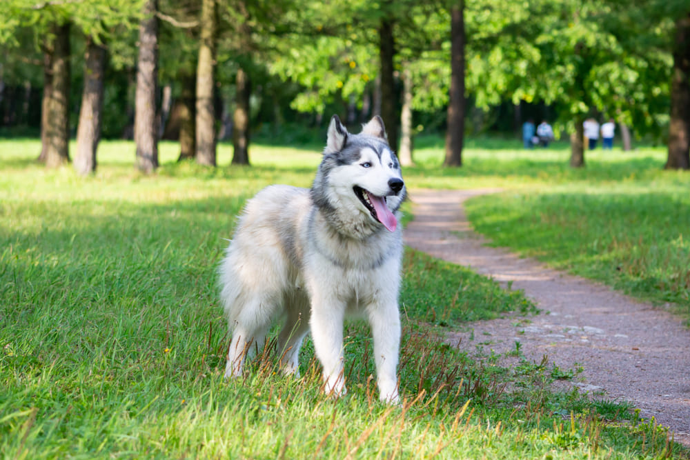 Сибирские хаски имеют склонность к дисплазии