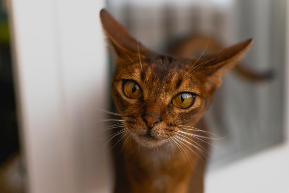 Непризнанные окрасы абиссинских кошек: шоколадный