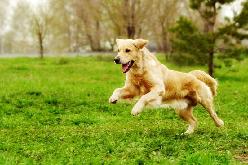 ТОП самых умных крупных пород собак: золотистый ретривер