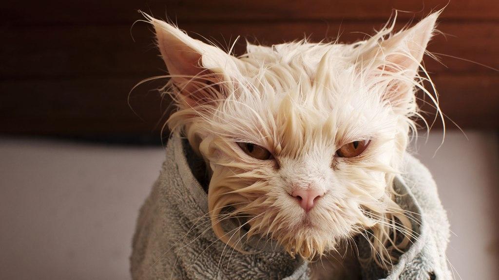 Каким шампунем мыть кота?