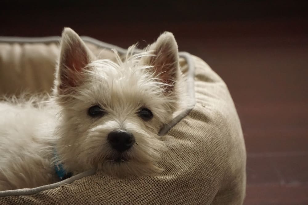 Сколько весит вест-хайленд-уайт-терьер?