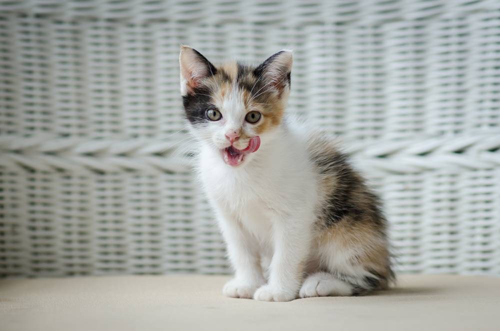 Почему котятам нужно питаться чаще взрослых кошек Почему котятам нужно питаться чаще взрослых кошек