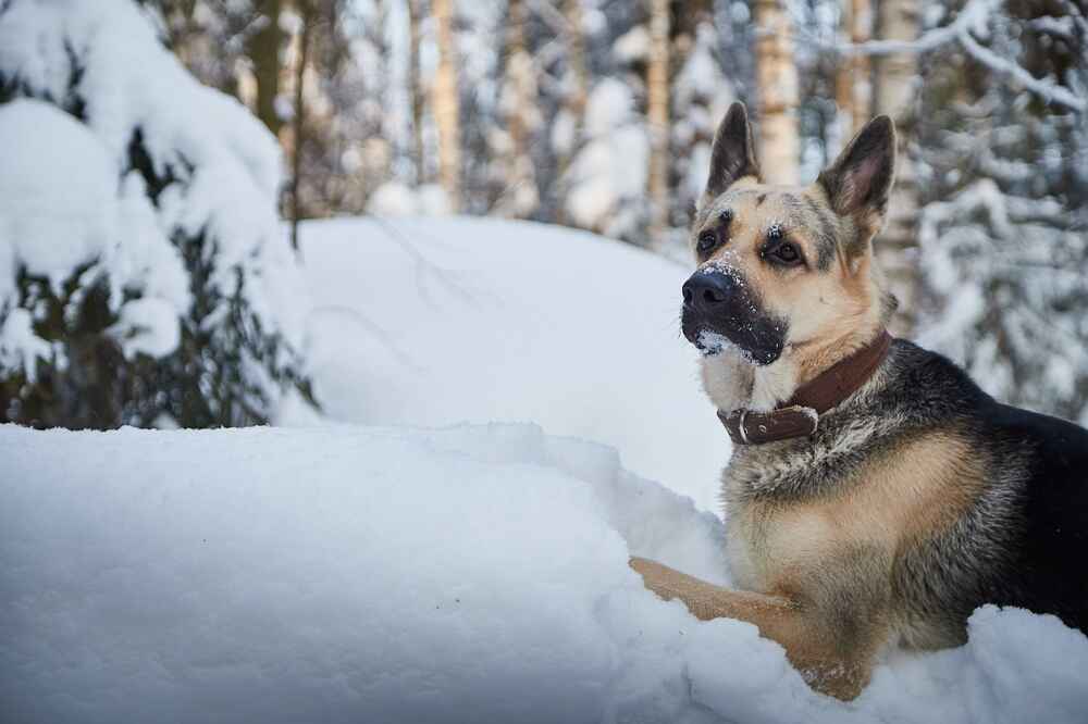 Питание влияет на то, сколько могут прожить восточноевропейские овчарки