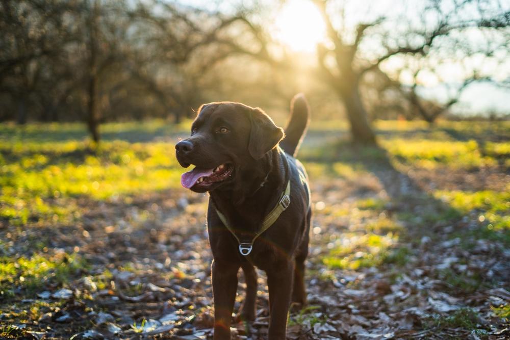 Лабрадор коричневого цвета