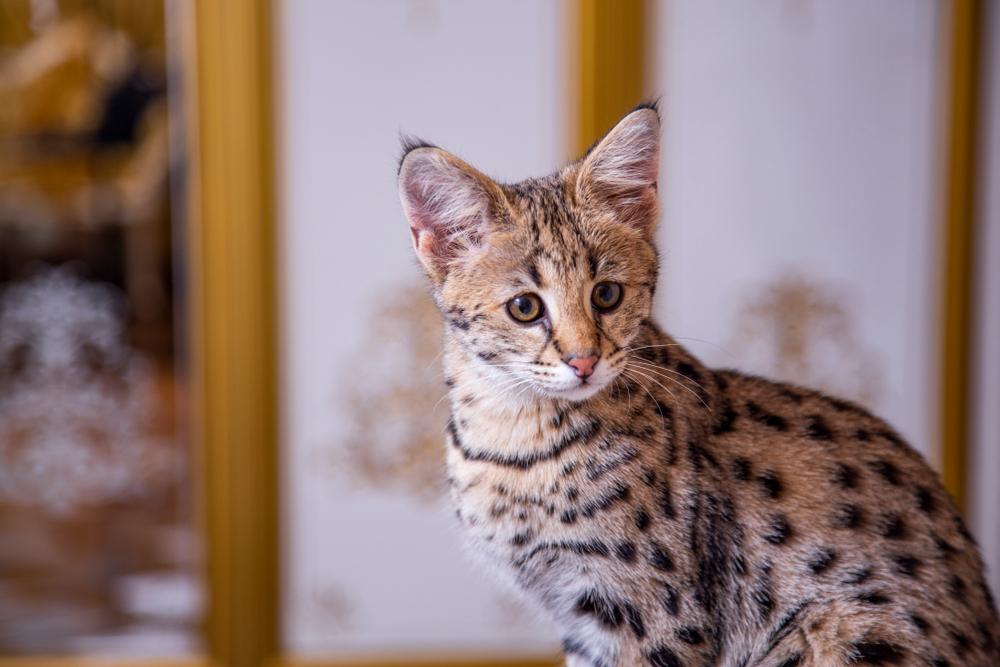 Породы кошек с большими ушами: саванна