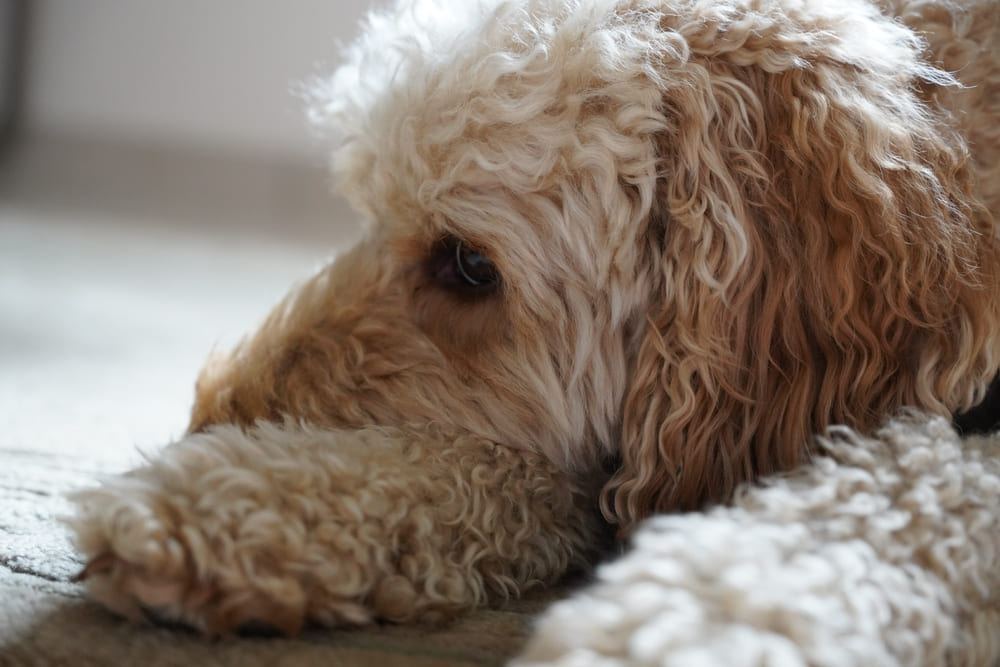 Человеку надо знать, сколько в норме длится беременность у пуделя