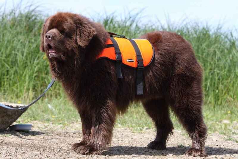 Как дрессировать ньюфаундленда?