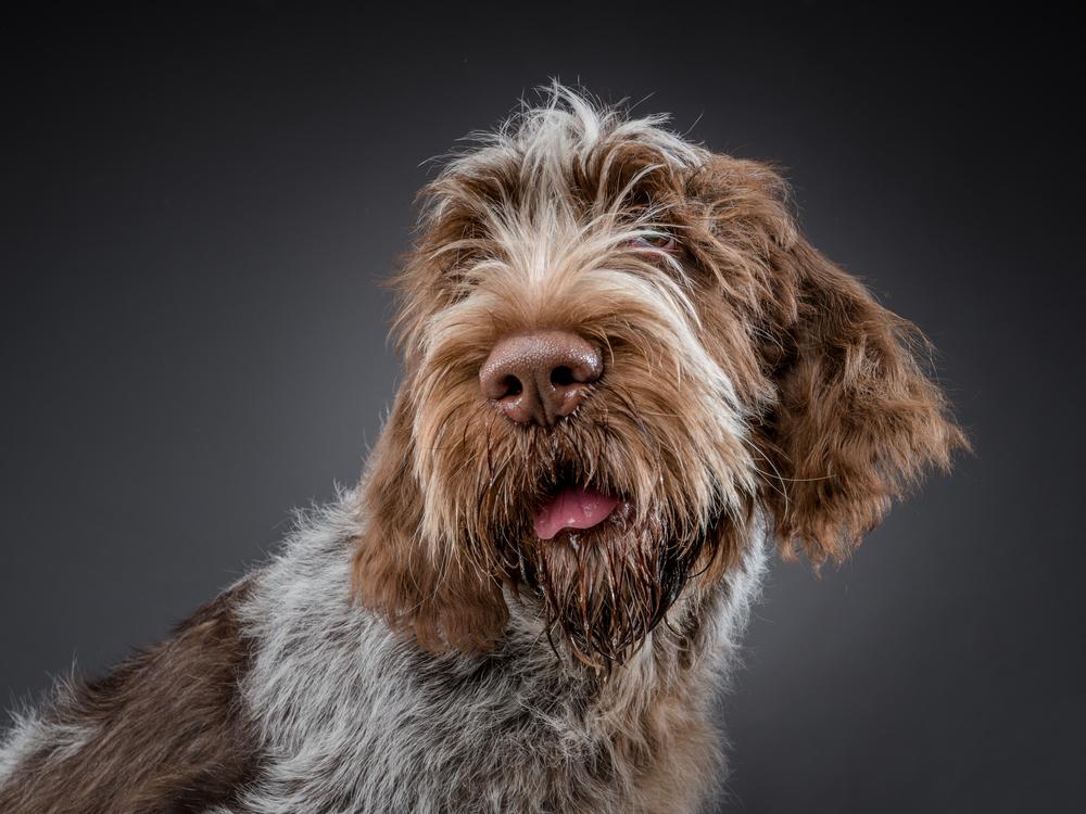 Особенности кормления итальянского спиноне 