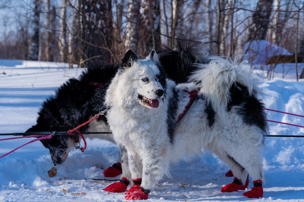 Якутские лайки считаются спортивными собаками