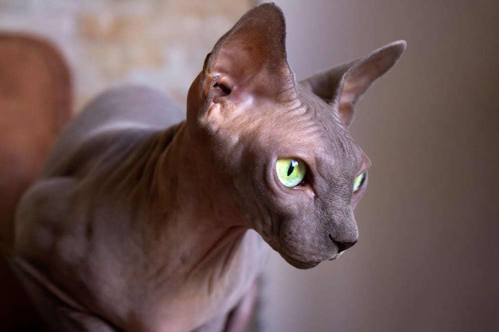 Владельцу важно знать, сколько живут донские сфинксы