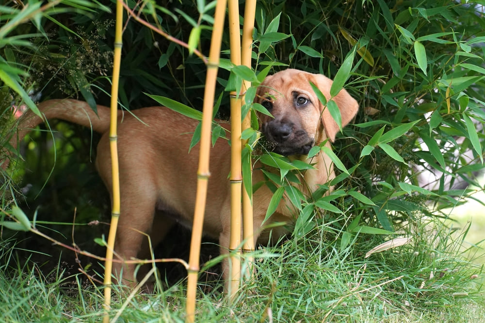 Брохольмер обладает высоким интеллектом