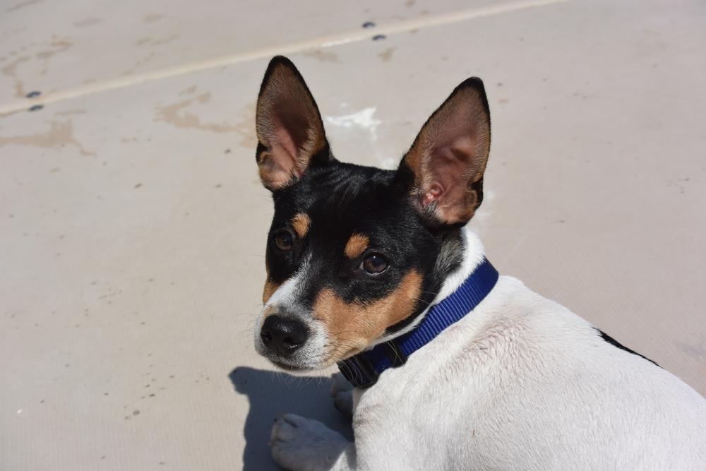 Возможные заболевания тедди-рузвельт-терьера 