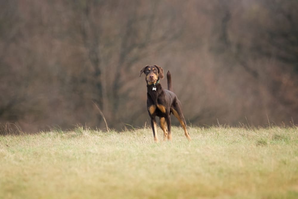 Во время течки у добермана могут возникать нарушения