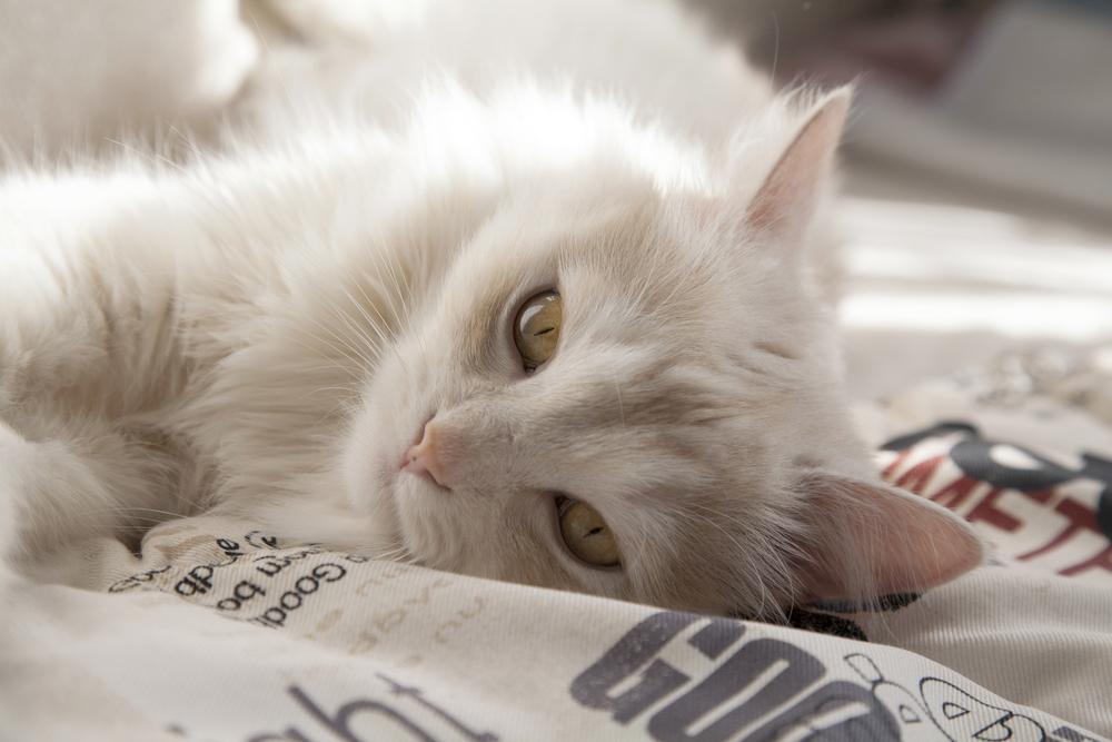 Возможные заболевания турецкая ангора