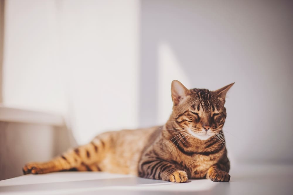 Рацион влияет на то, сколько весит бенгальская кошка