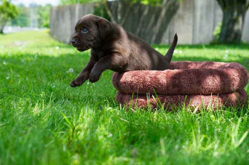 Лабрадор-ретривер играет