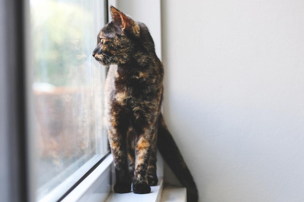 Сколько проживет кошка с поликистозом почек