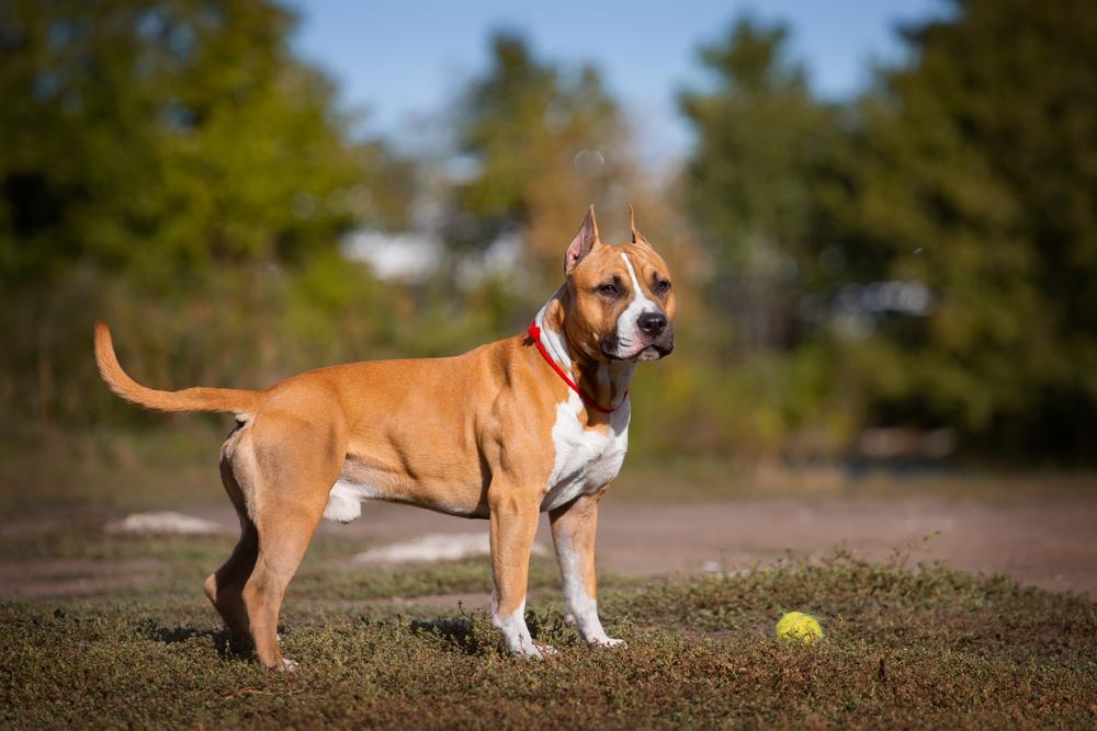 Амстафф более дружелюбен, чем питбуль