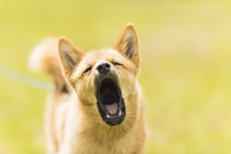 Причины почему у собаки пахнет изо рта