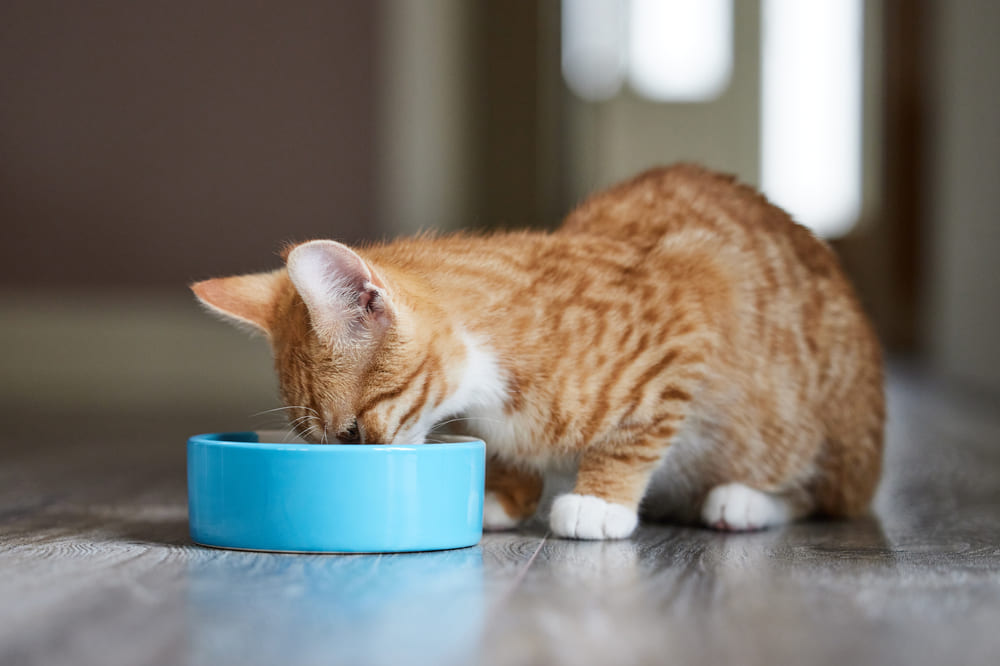 Кошке можно предлагать куриные желудки в небольшом количестве