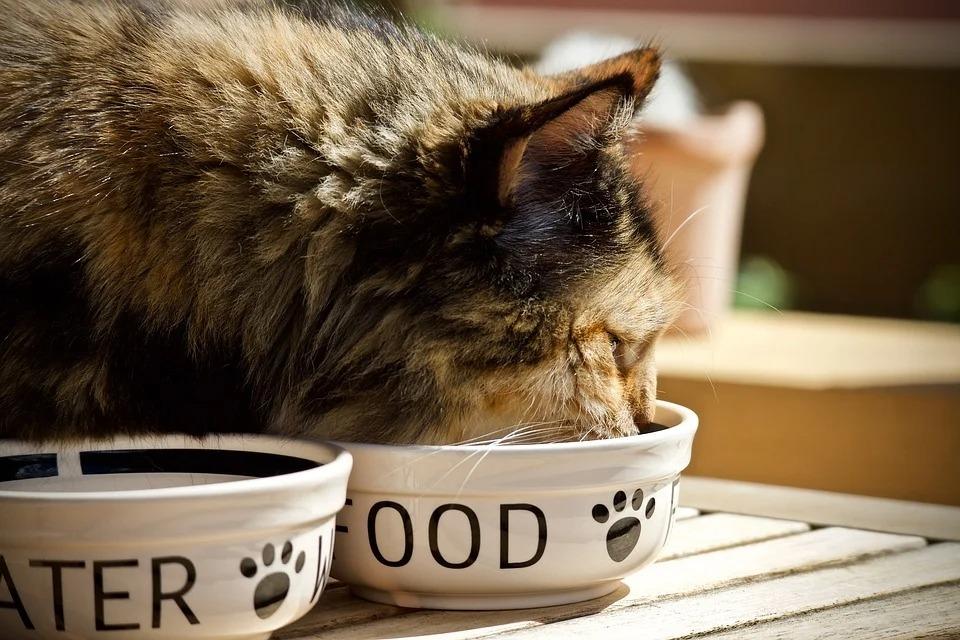 почему кошка худеет при хорошем аппетите